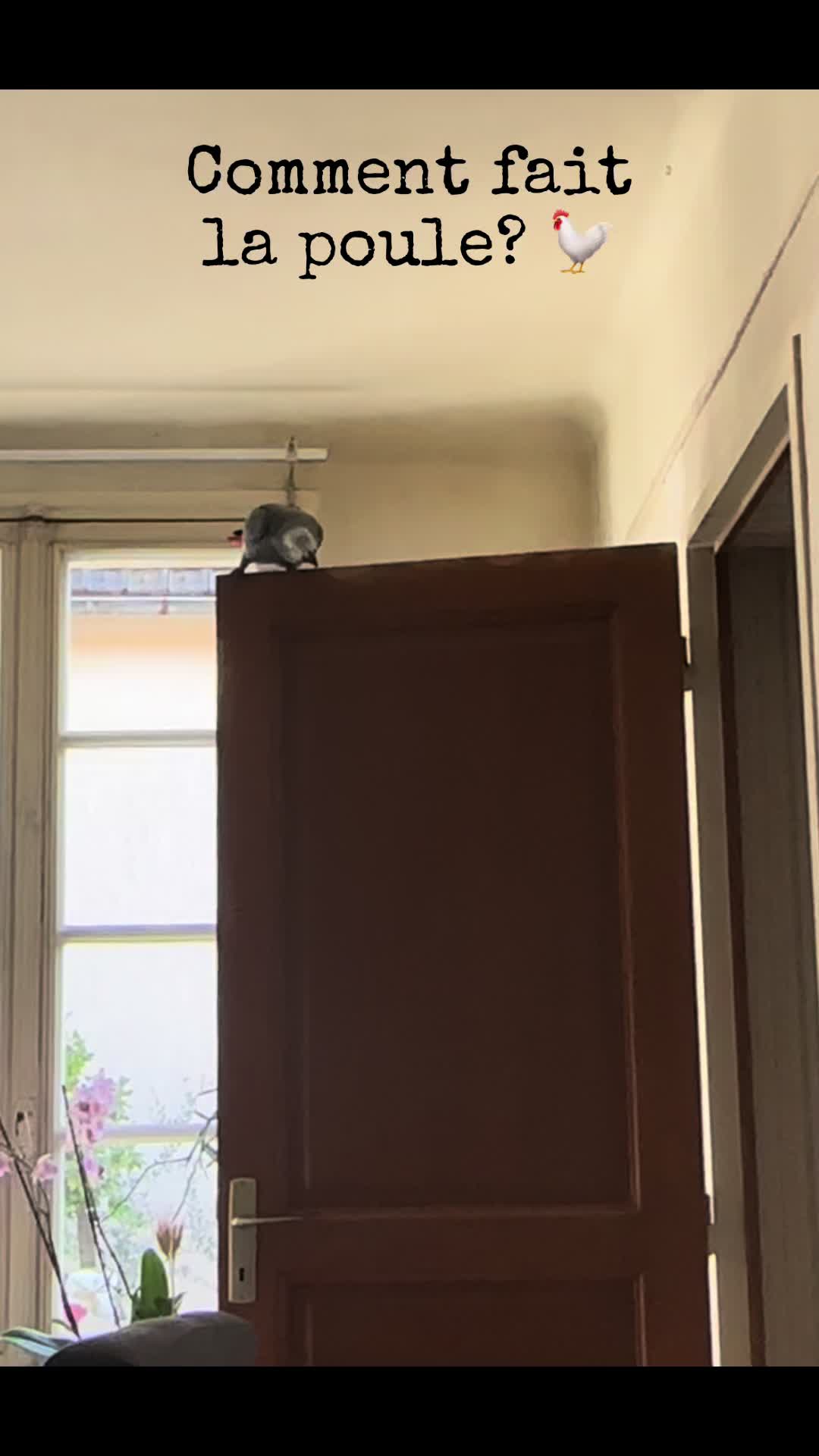 @(Célia)BeHappyWithParrots🦜