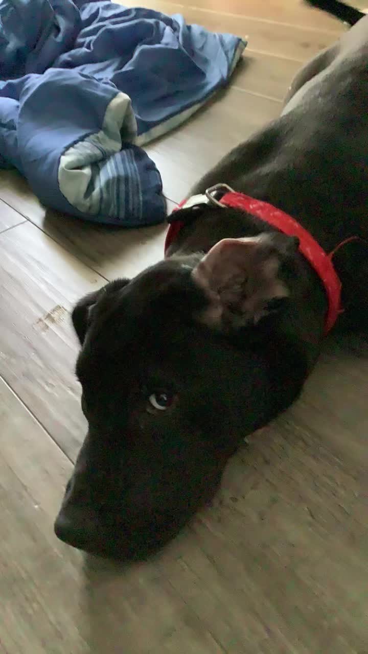 @canecorso_bluandoreo