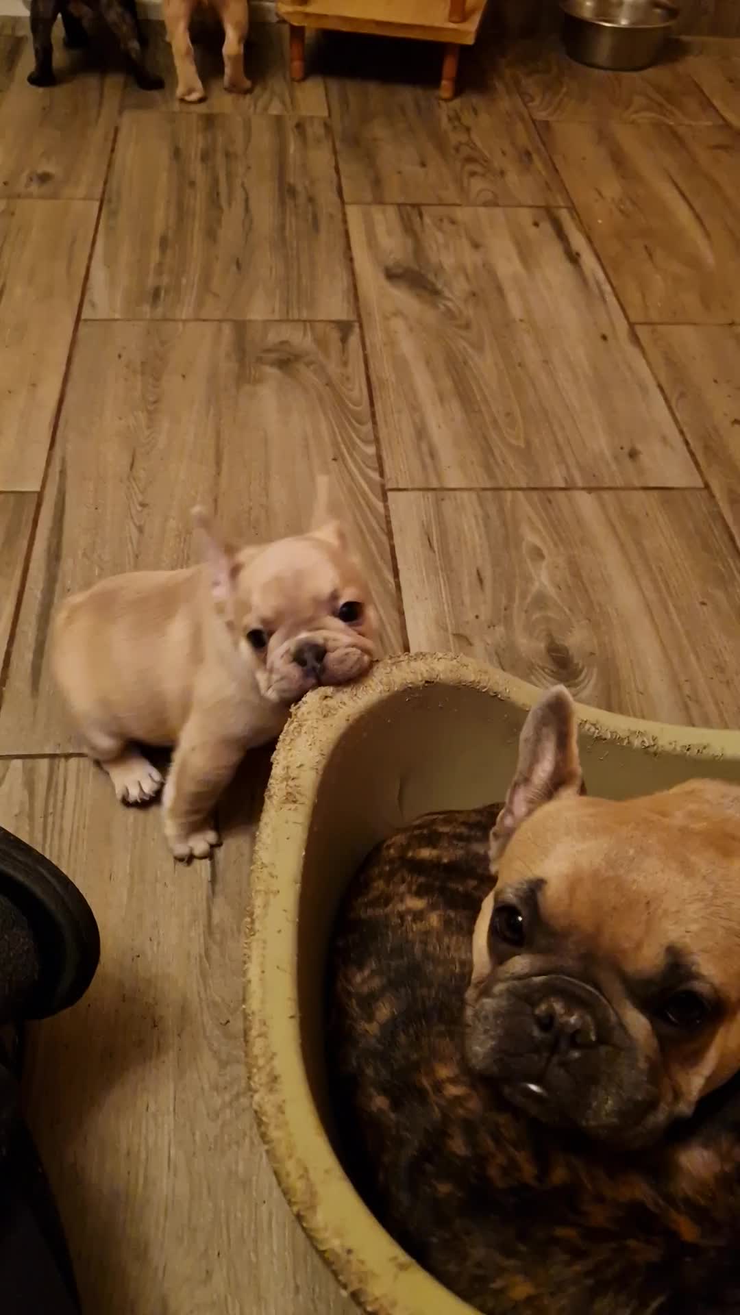 @Nomad_Warrior_Kennel
