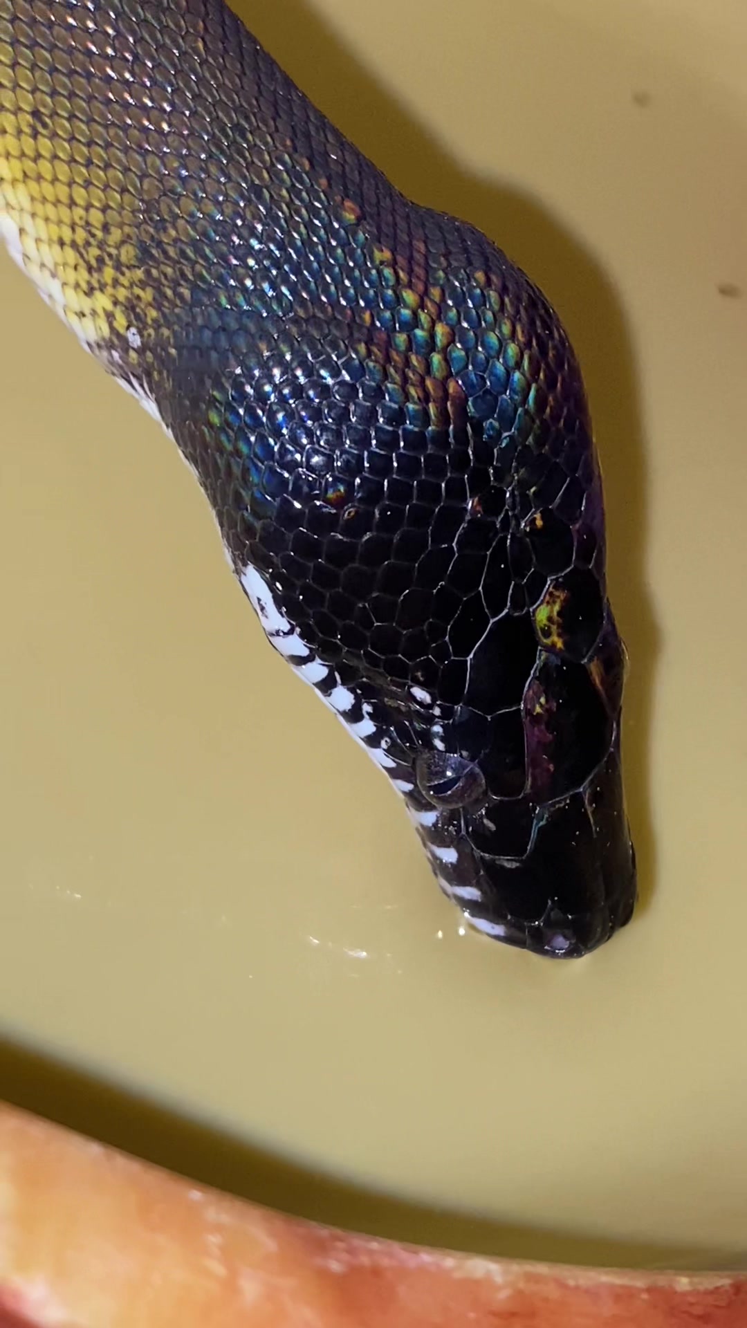 @Snakes_of_Leslie🐍