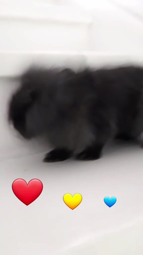 @The_Bunny_Family__