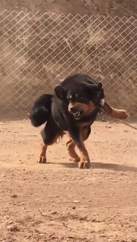 @Kashmiri_Bakrwal_Dog