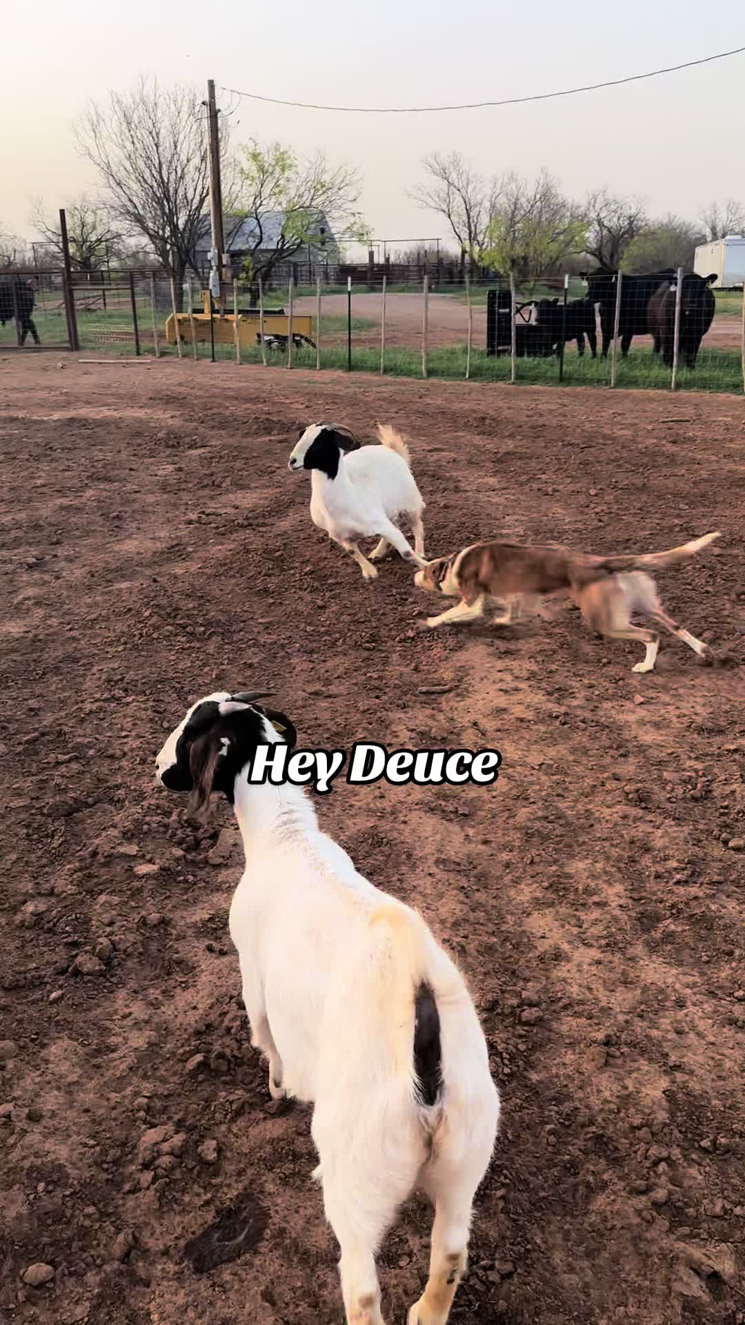 @D-Dub