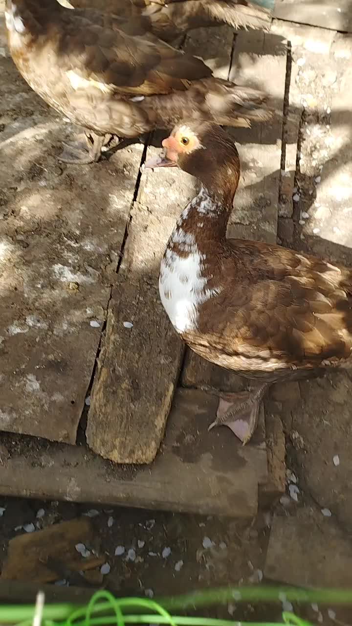 @🦃инда утки🦆