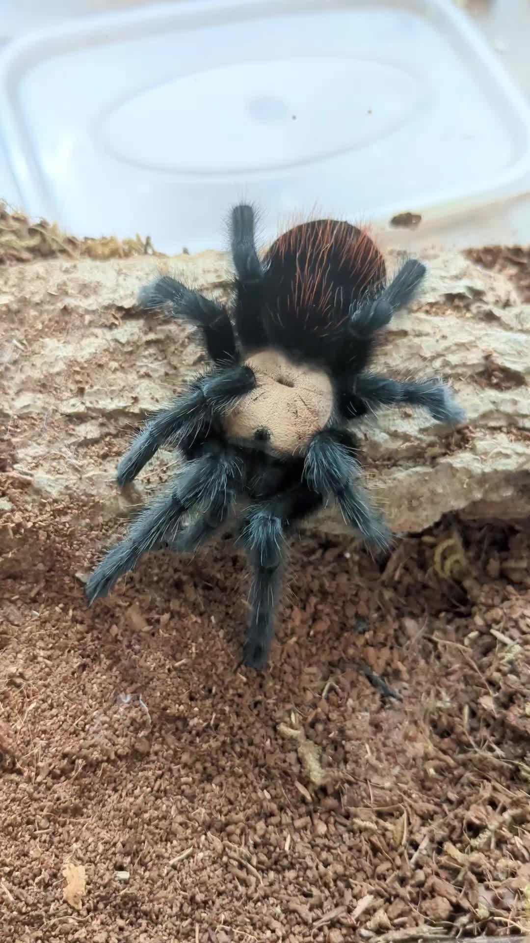 @Eryri Exotics