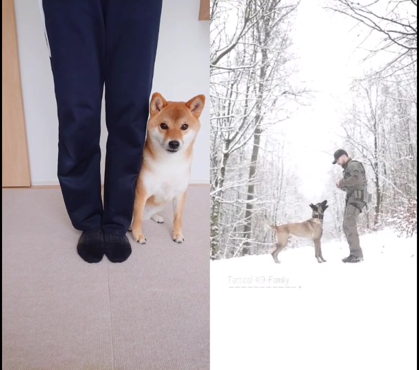 @柴犬コマリ