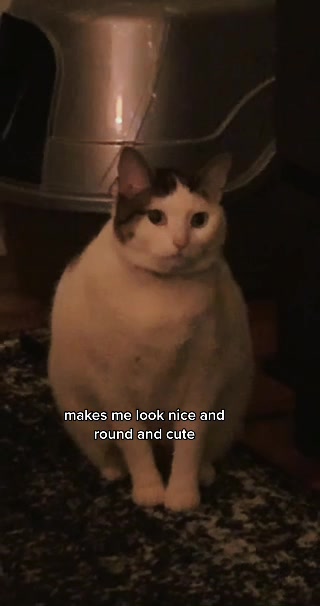 @nova’s the cat