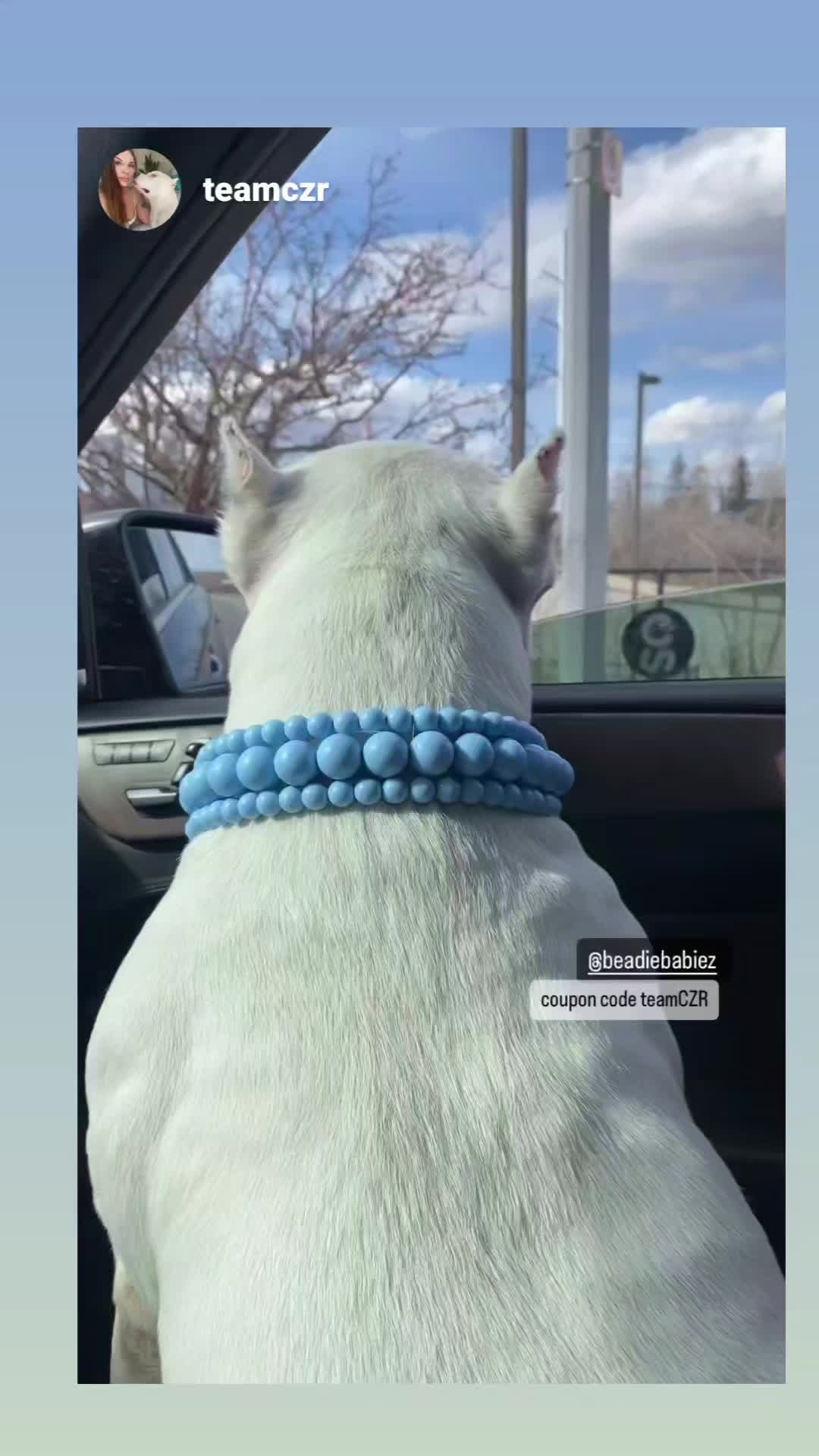 @Beadie Babiez Collar Shop