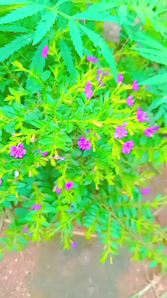 @Susma____Tamang010