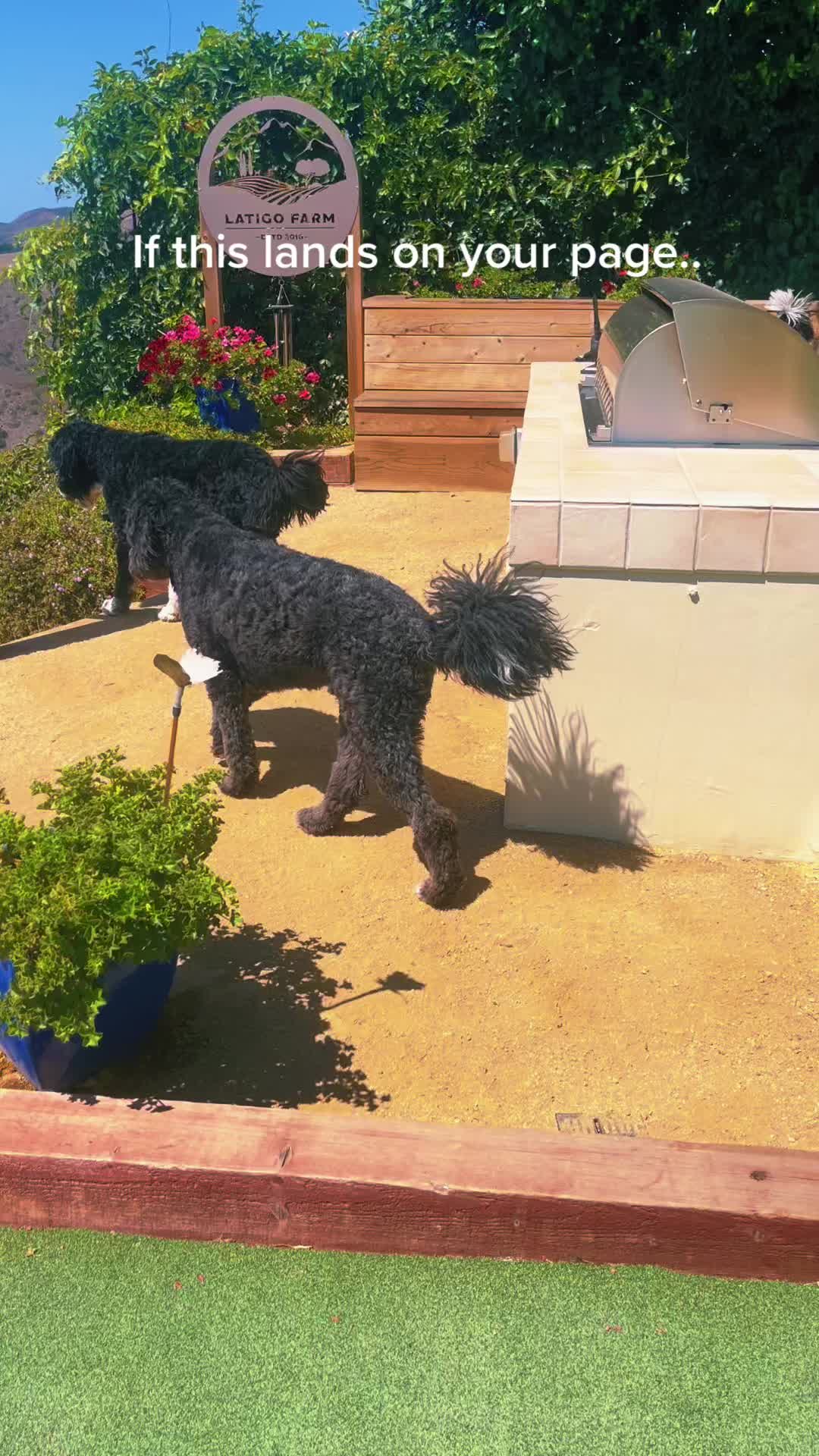 @Bernedoodlemama