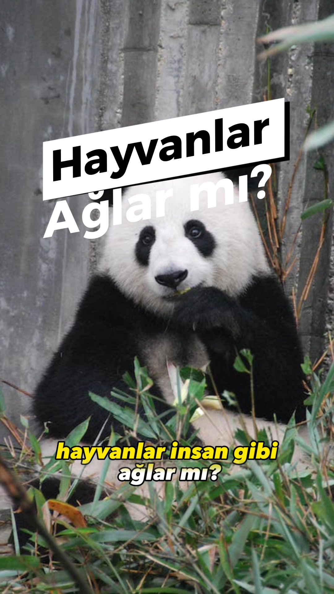 @zekadolabi