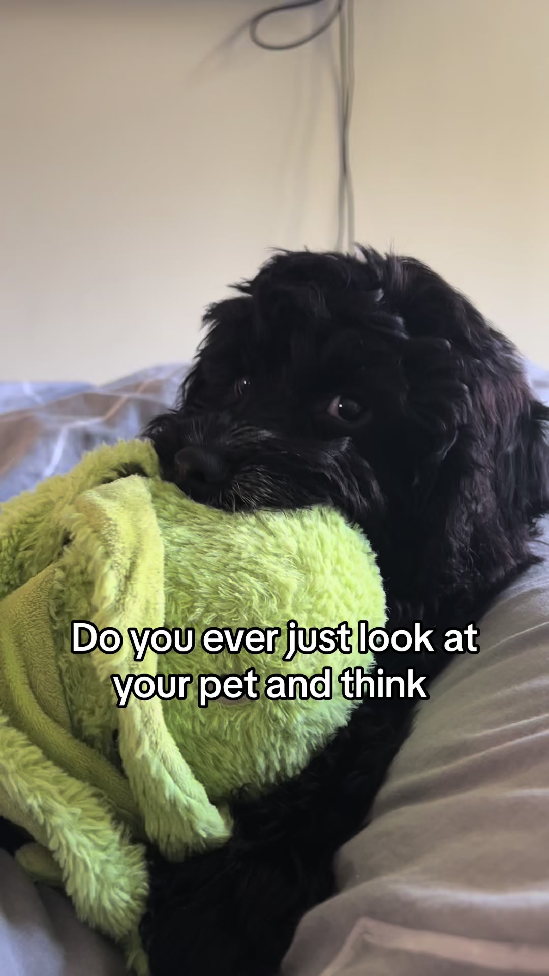 @TobyTykeTok