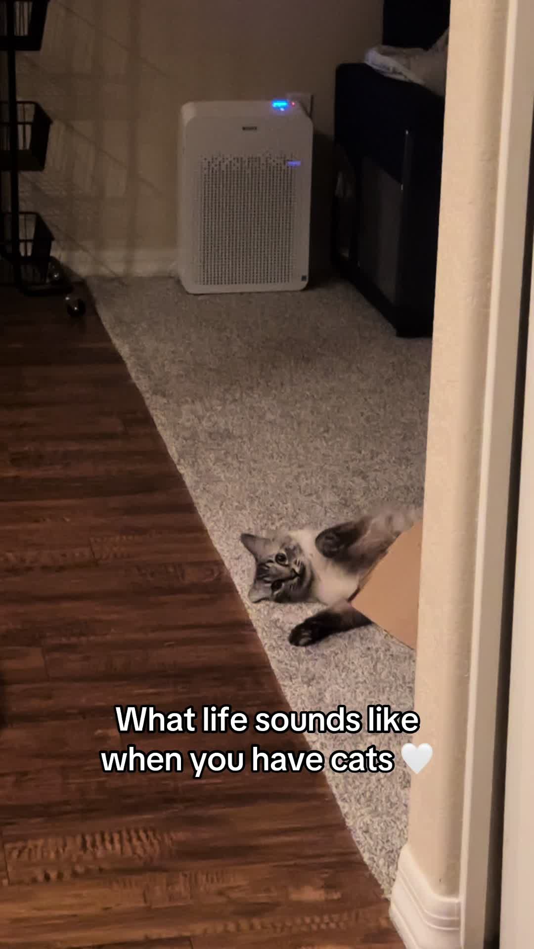 @Ricky and Lucy 🐈⬛