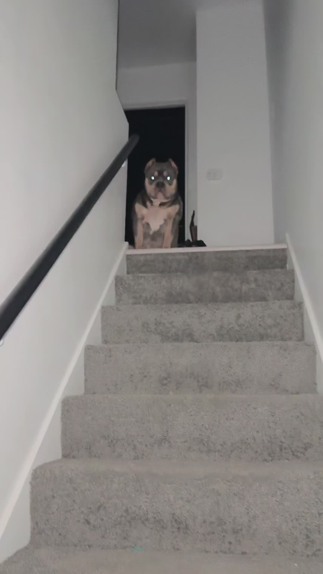 @D3 tri State kennel