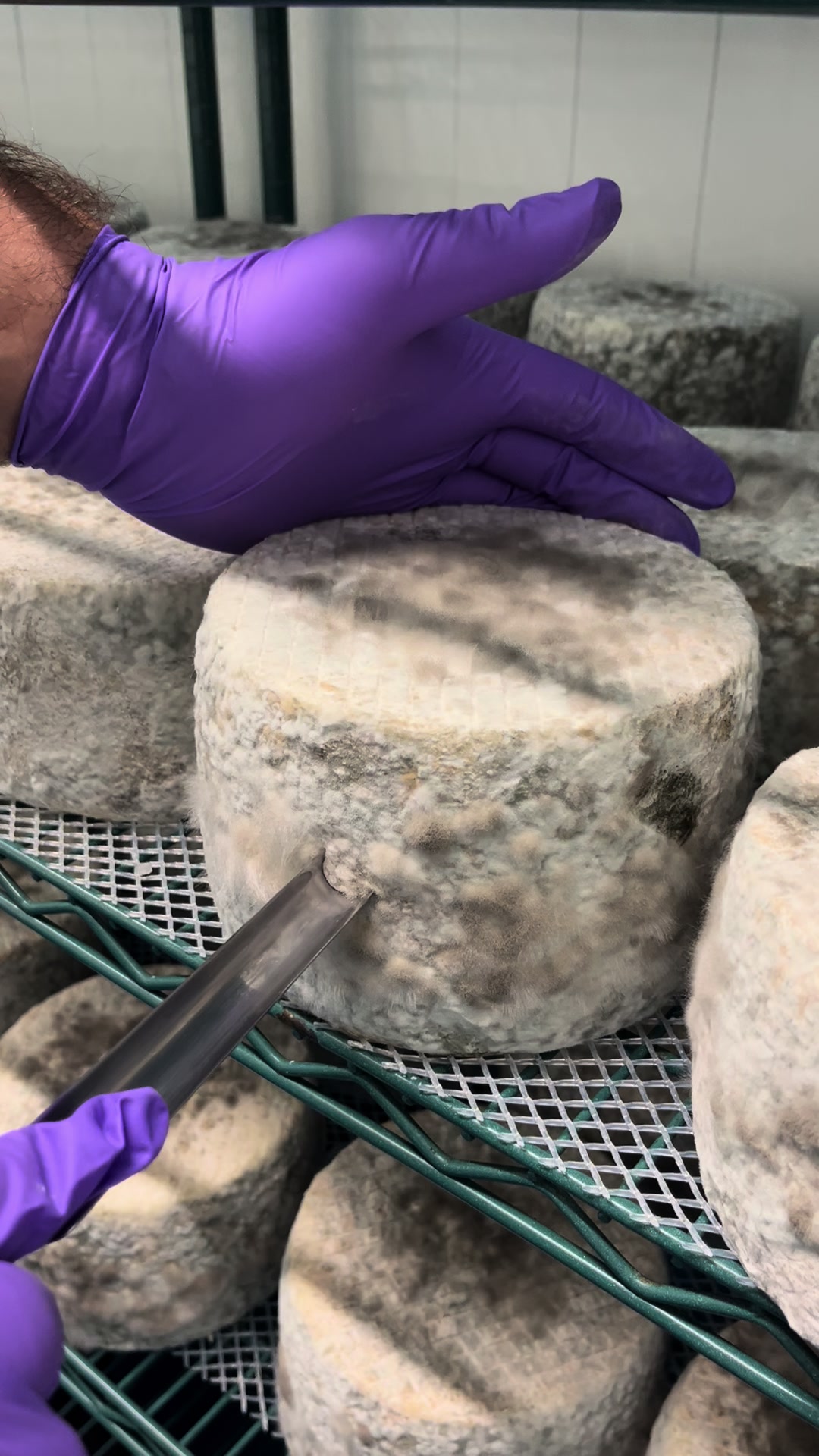 @Yorkshire pecorino