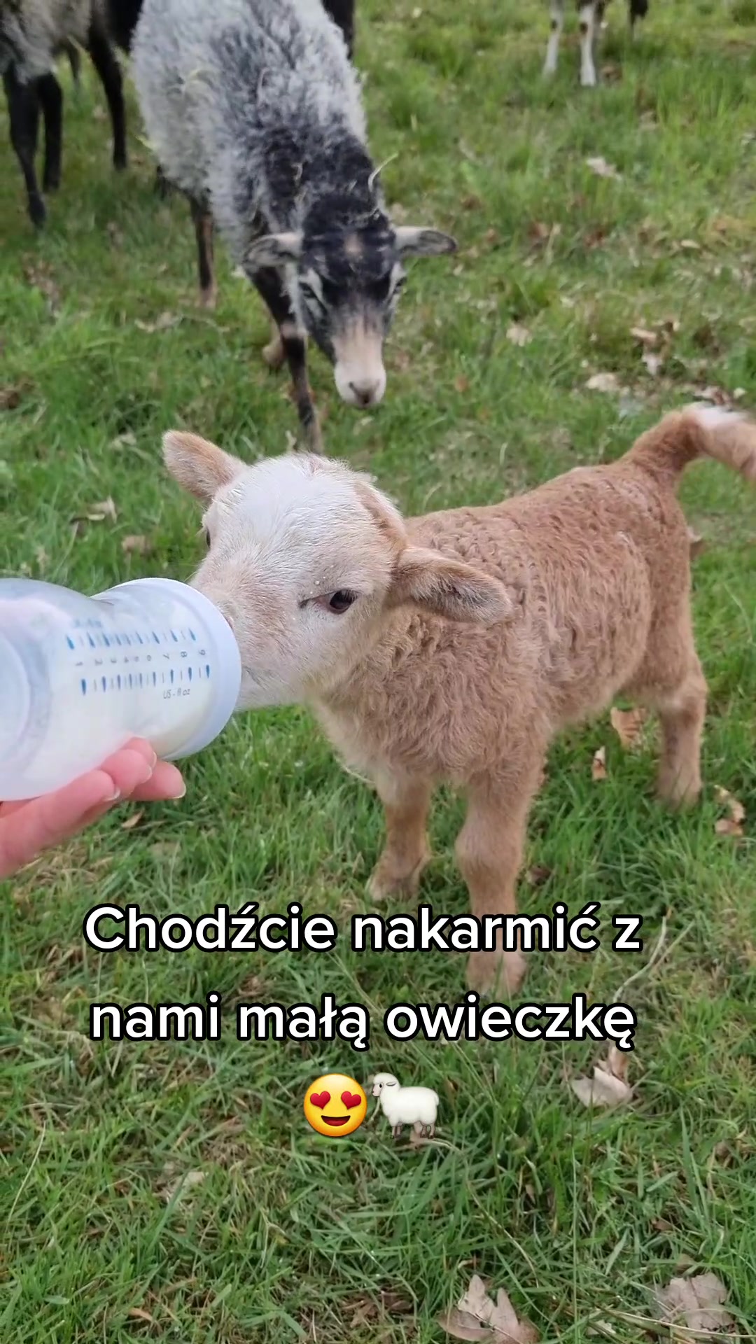@Wesołe pieczywo