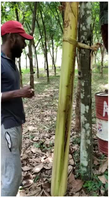 @shinto vennikulam
