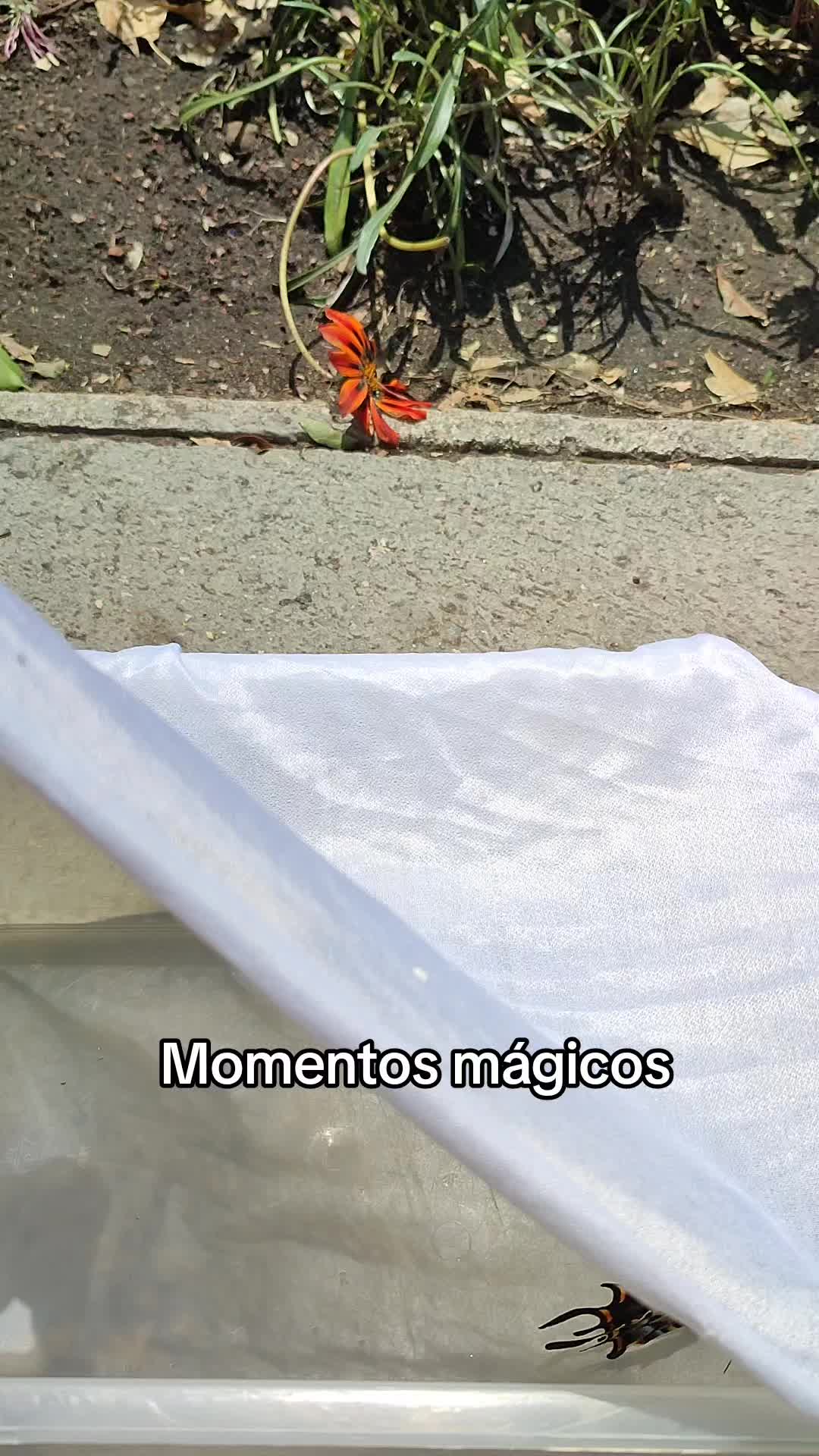 @Mariposas_EddVi