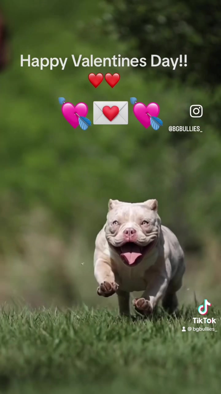 @bgbullies_
