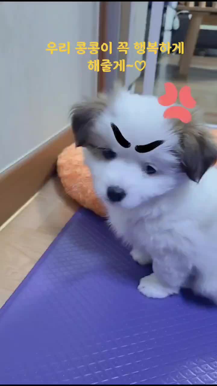 @시골콩콩이