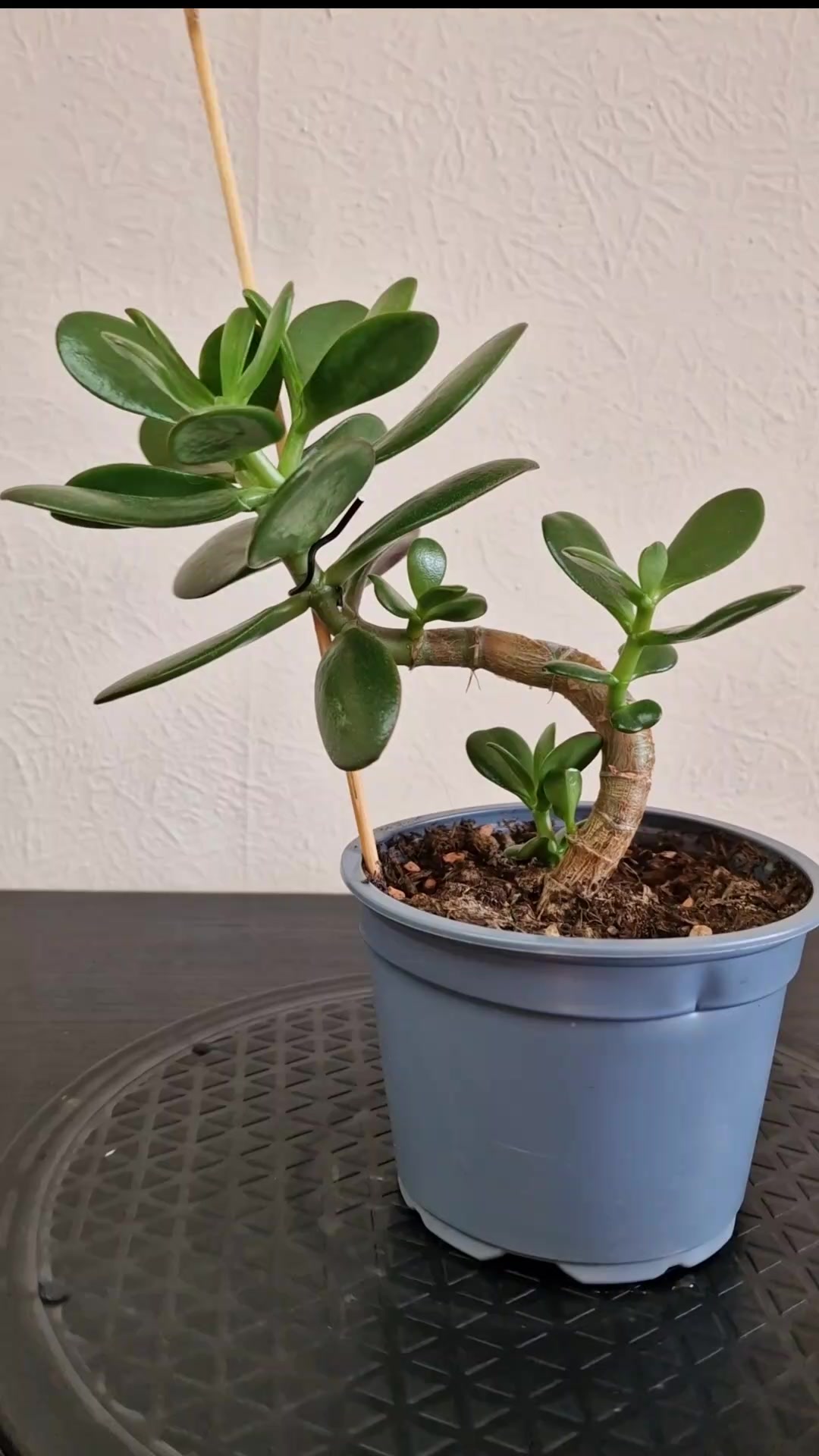 @RMPlantsJ