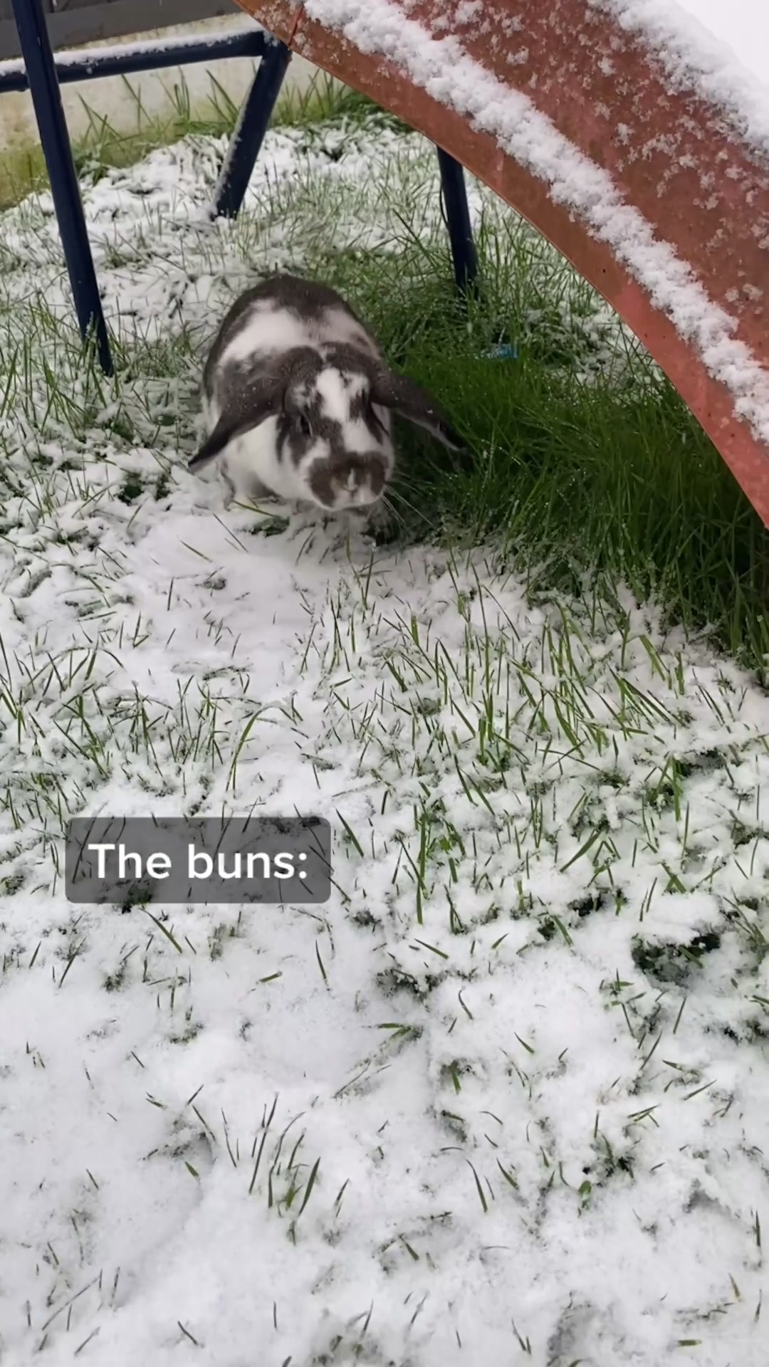 @Bunnies🐰 & Bitches🐕