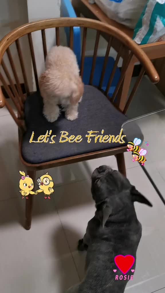 @Maisy Mouse 🐩🐾❤️🇵🇭