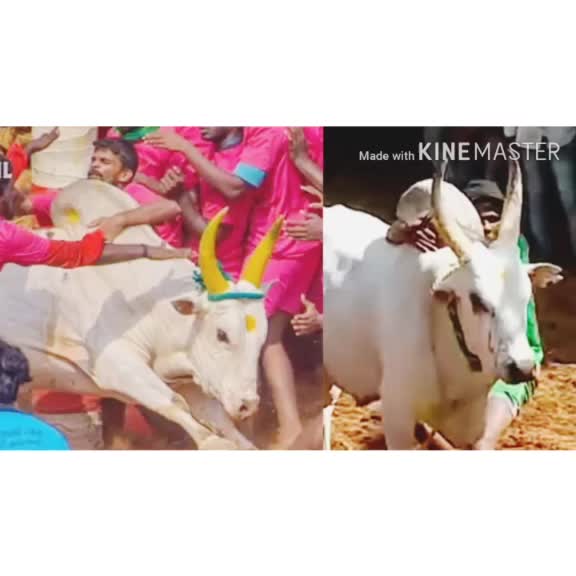 @ரஞ்சித்அய்யனார்குளம்