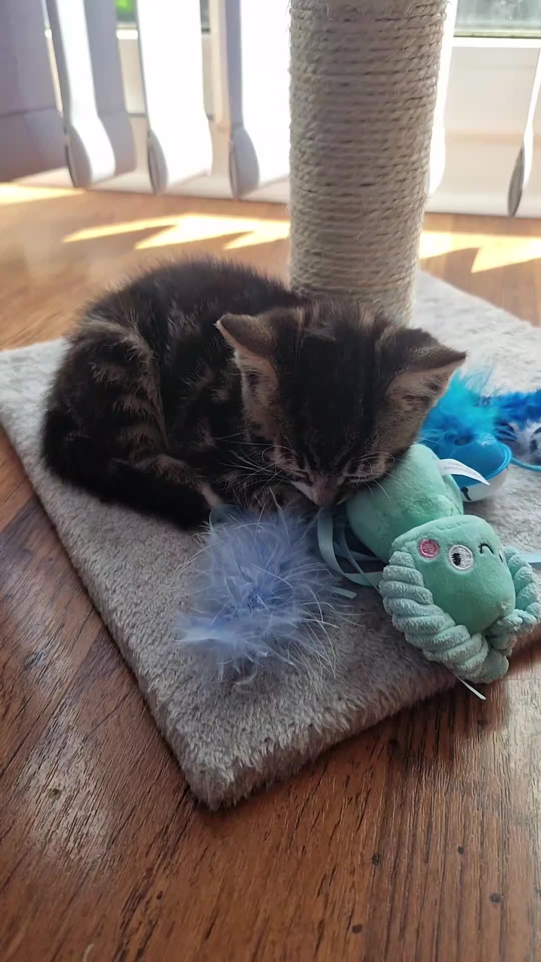 @Banjothecat2024