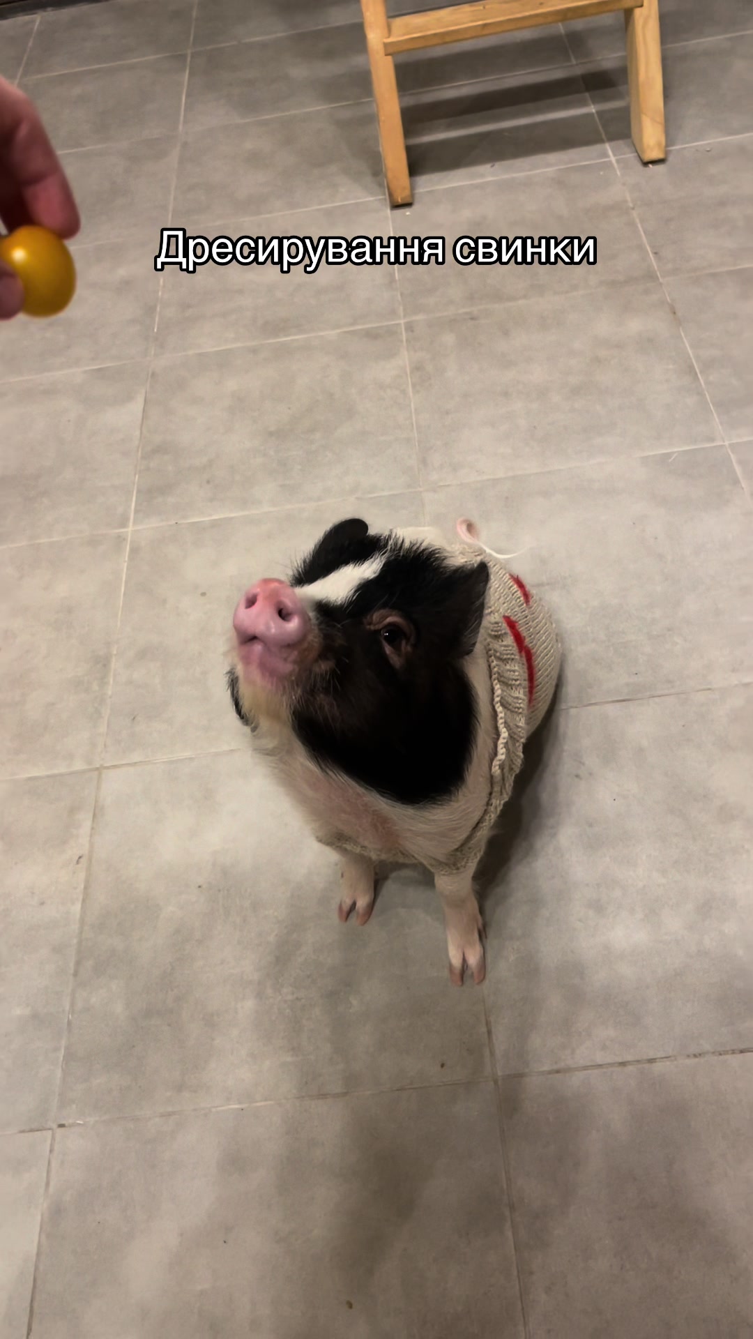 @Olivka pig