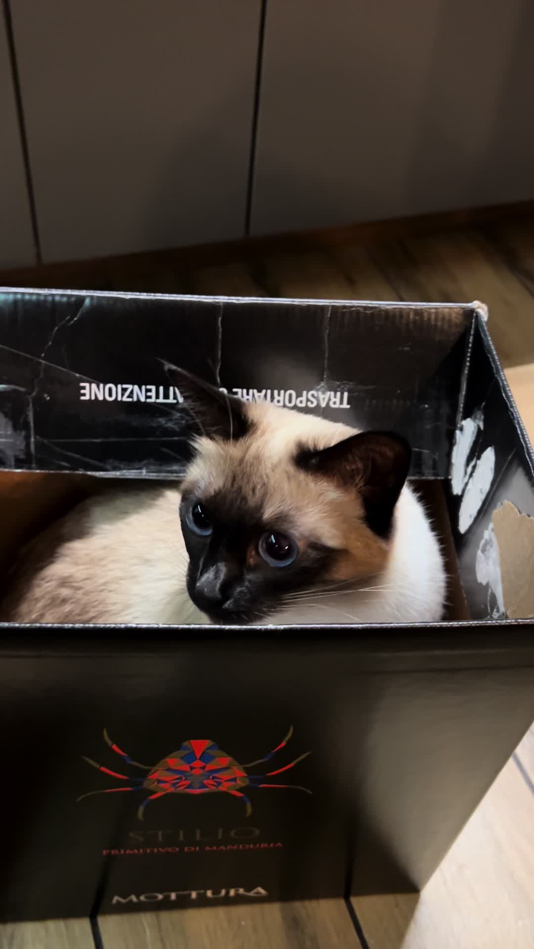 @Blueberry Eyes Cat