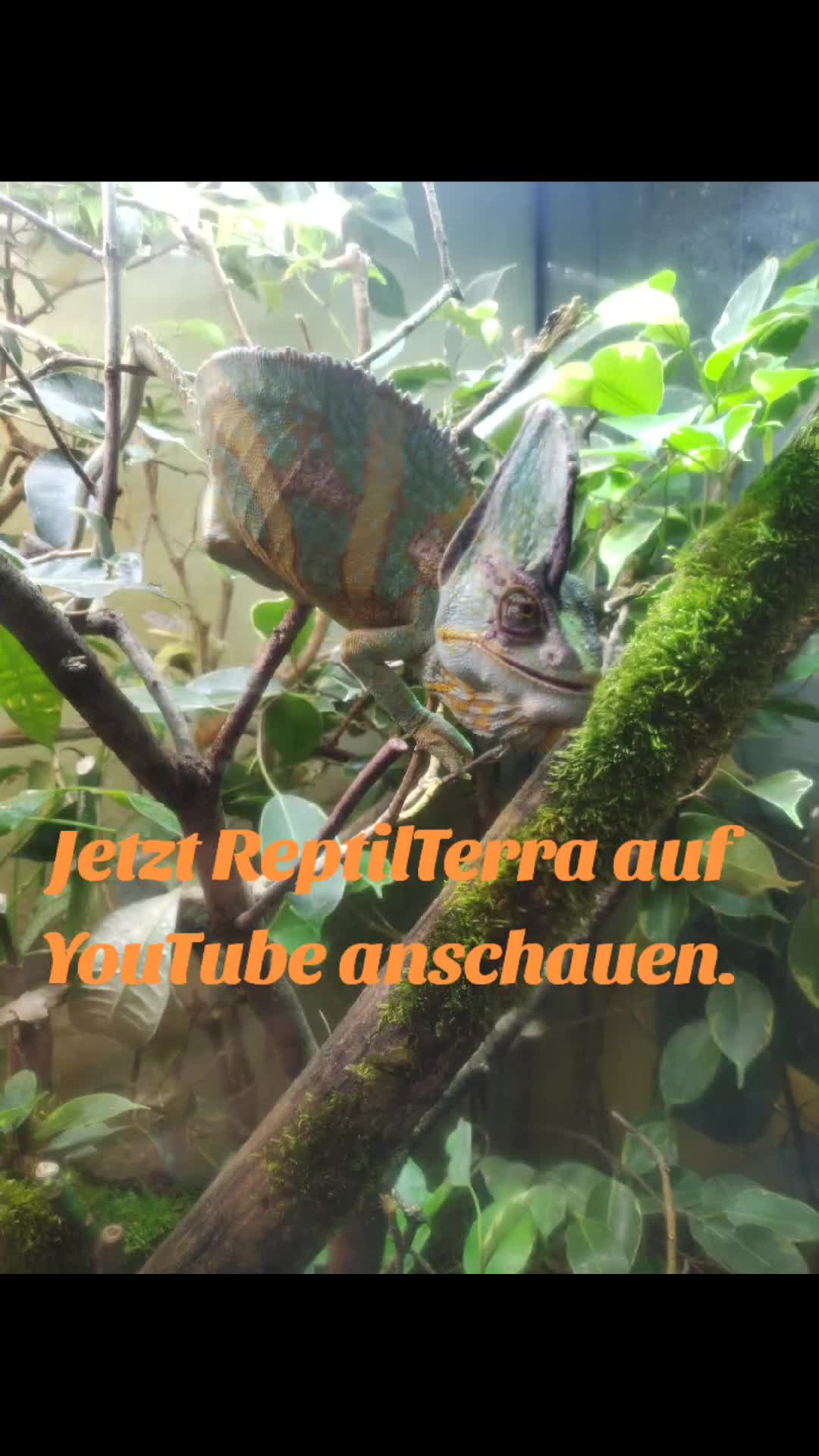 @Reptil-Terra