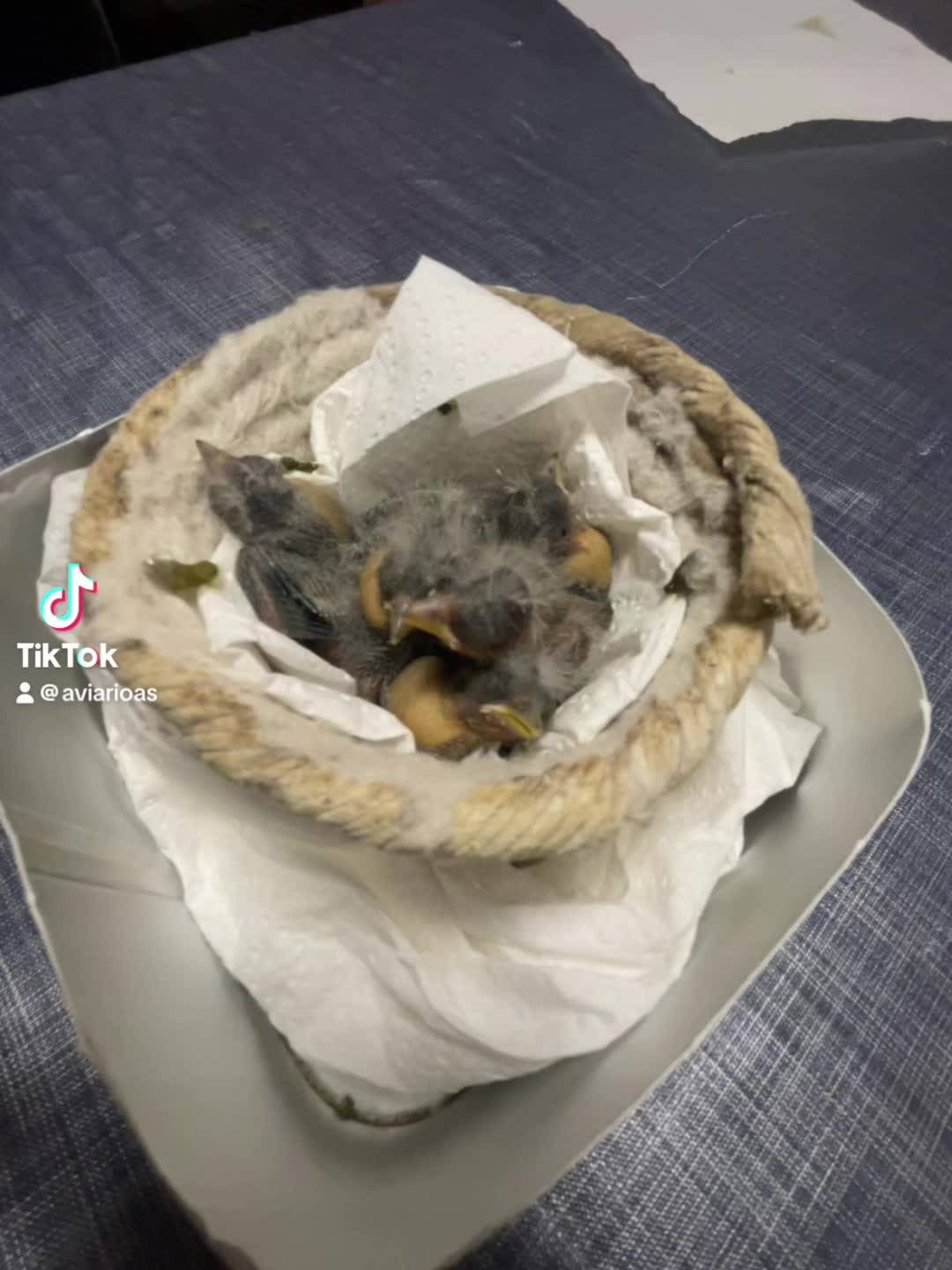 @AviarioAS