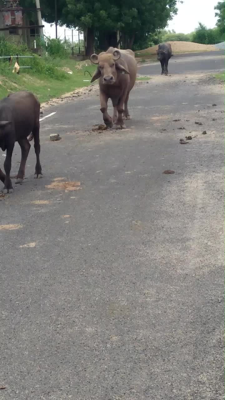 @HajiBhai malthari 🐴