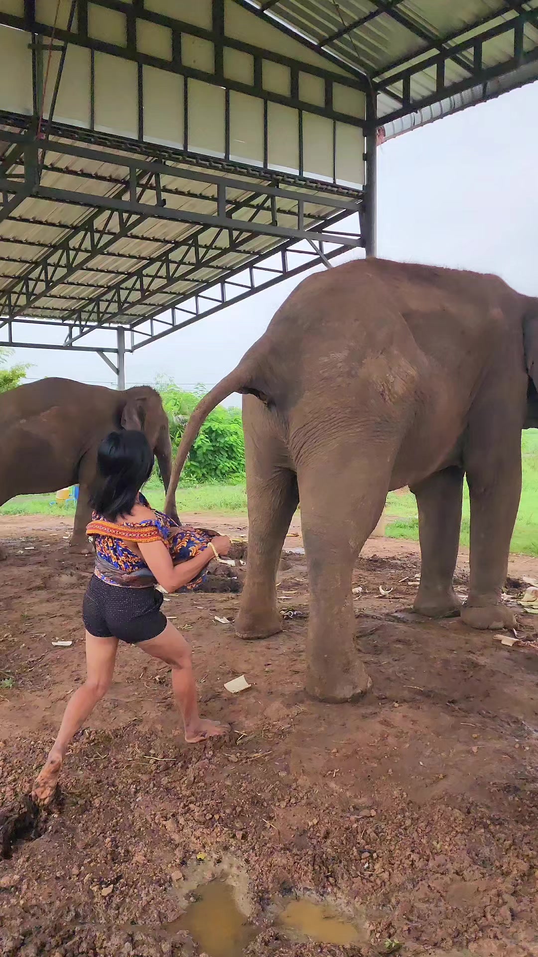 @ควาญช้างสาว"ชาลิดา"