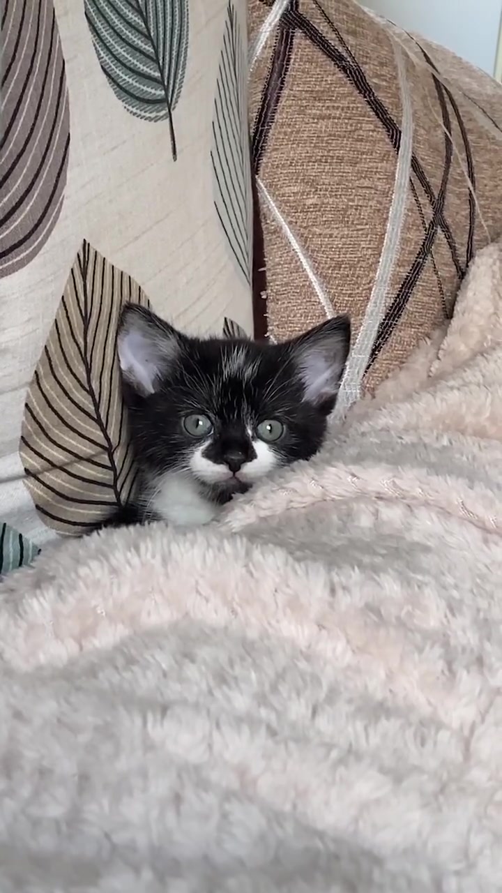 @Chibi.the.cat