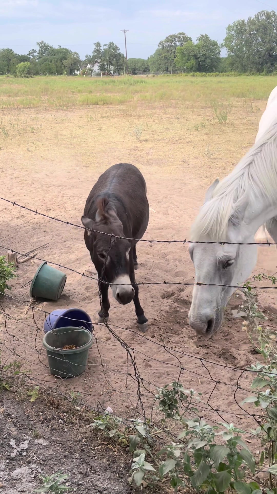 @DonkeyDaily