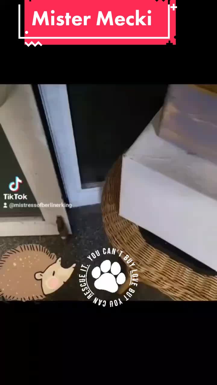 @LuckyCrazyPrincessOfWinter📺🐶