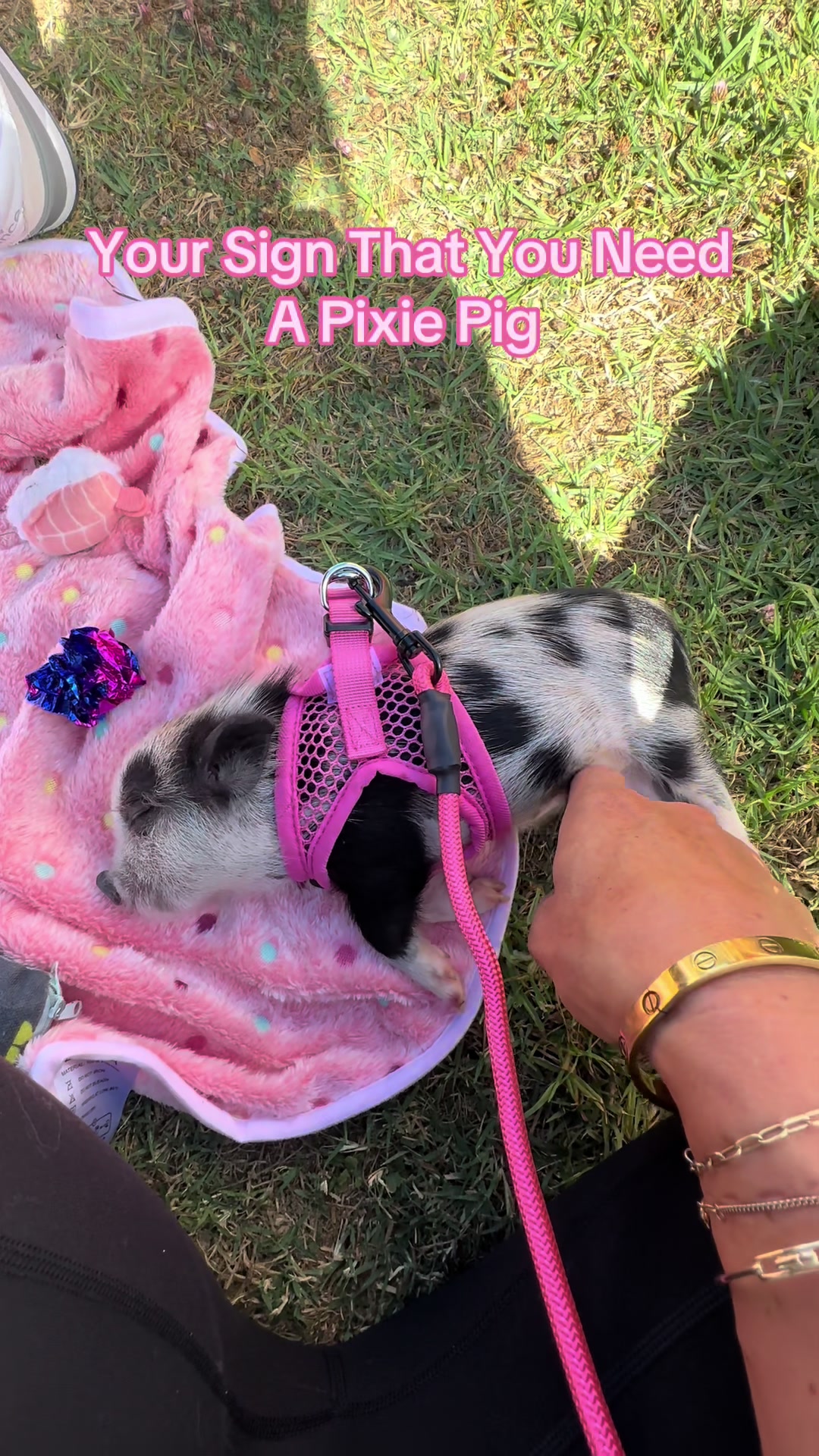 @LuLu The Pixie Pig
