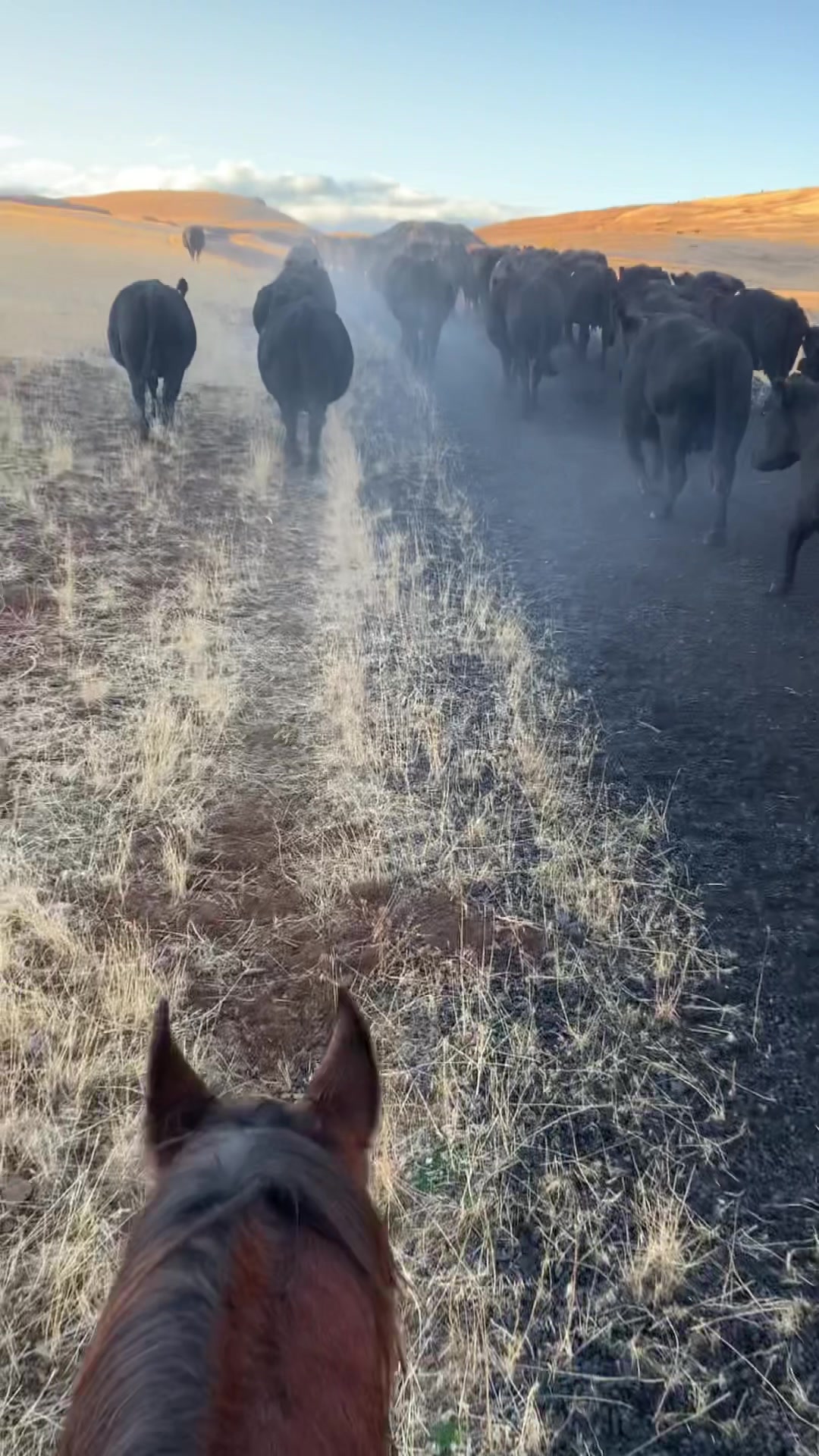 @Cowboytok