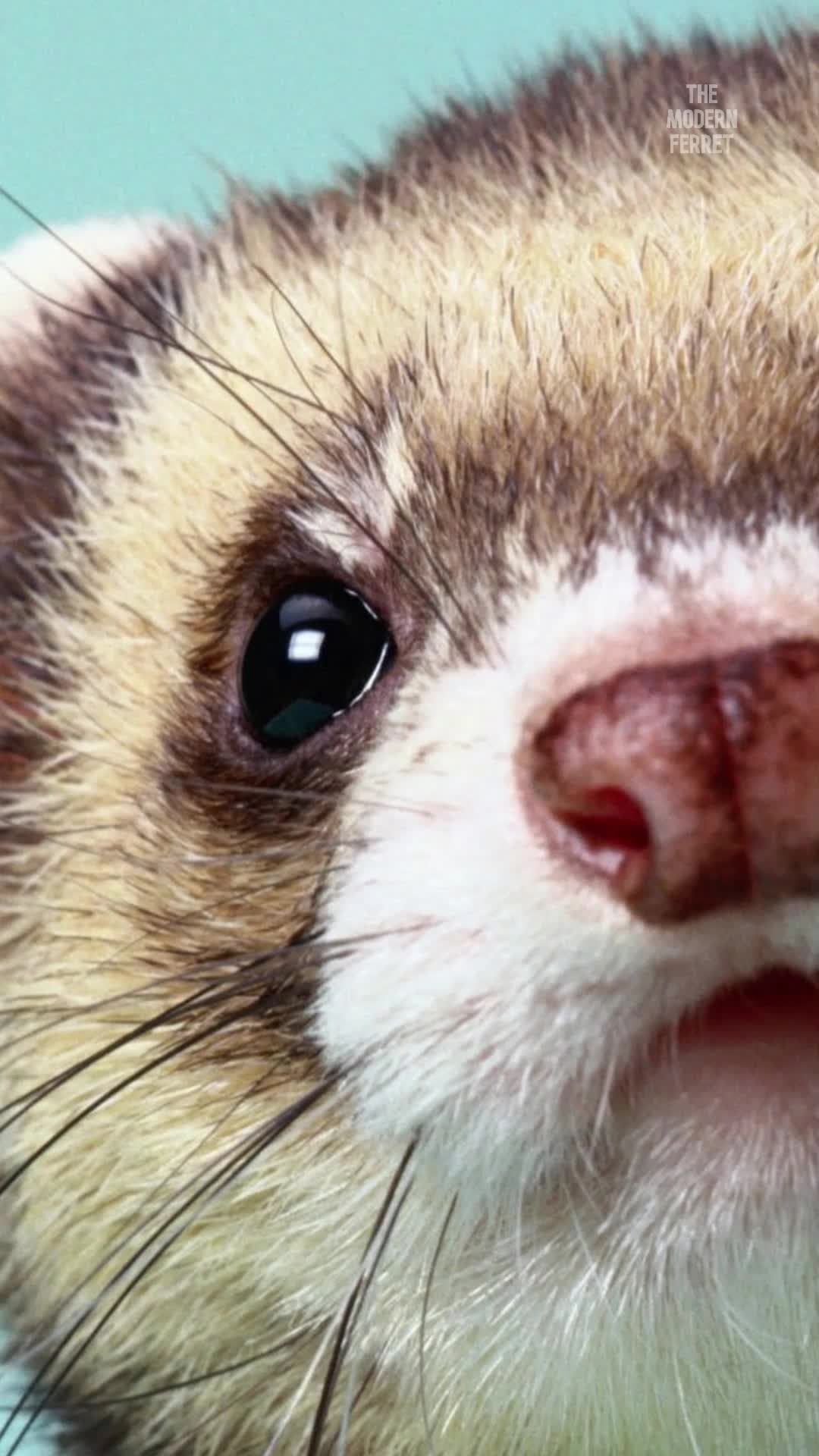 @Mr. Moose the Famous Ferret