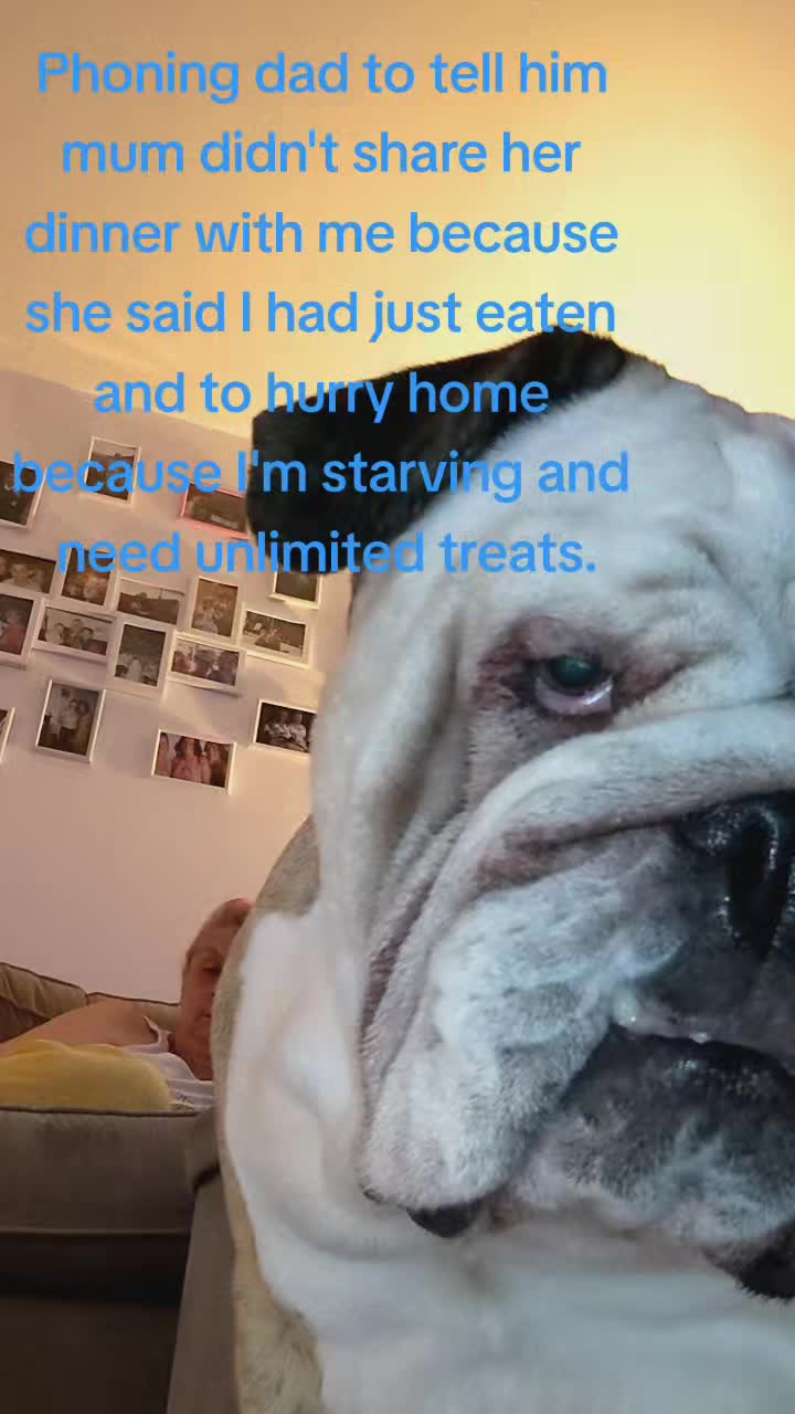 @bulldogCoco