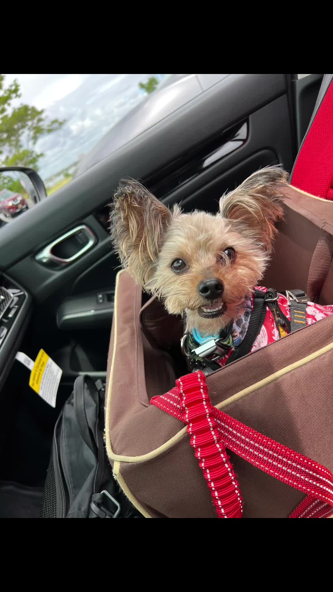 @GucciAndMiMiTheGreatYorkies