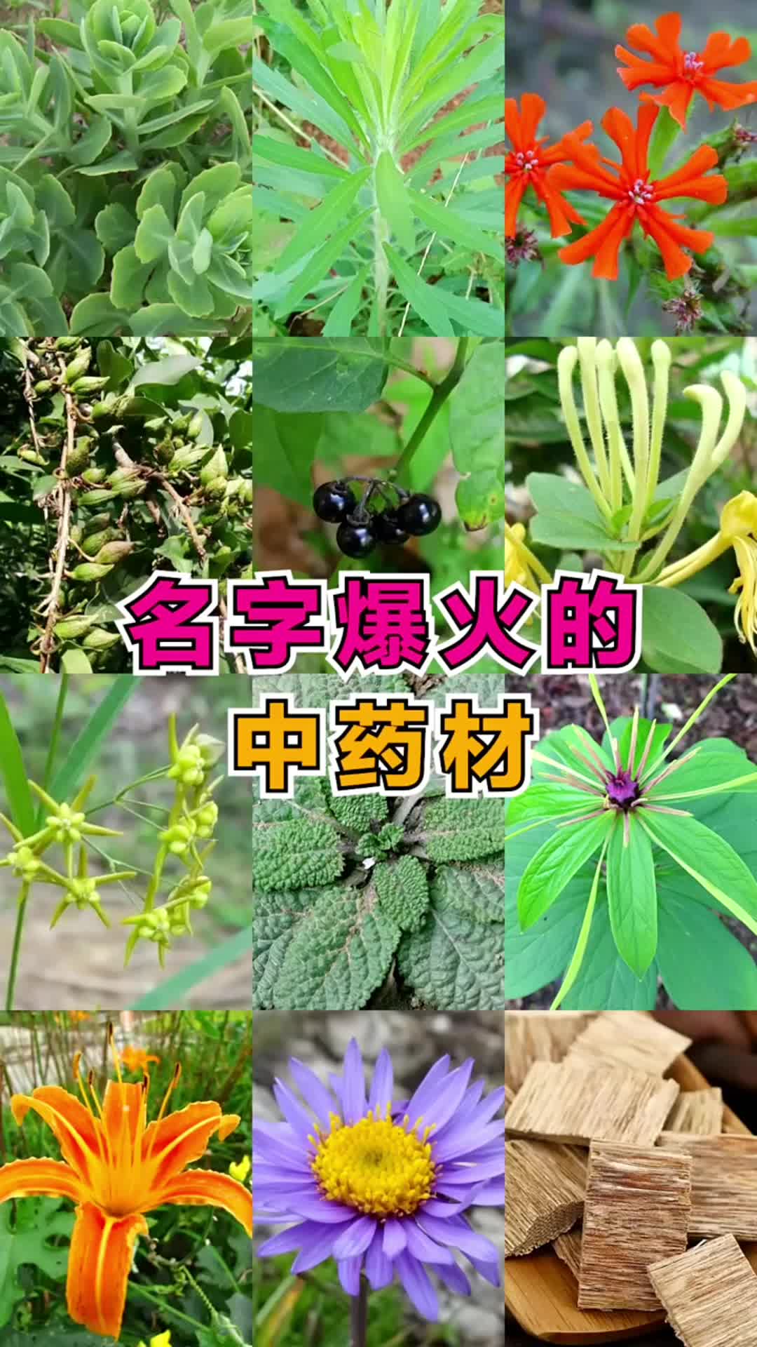 @laotang中医世家