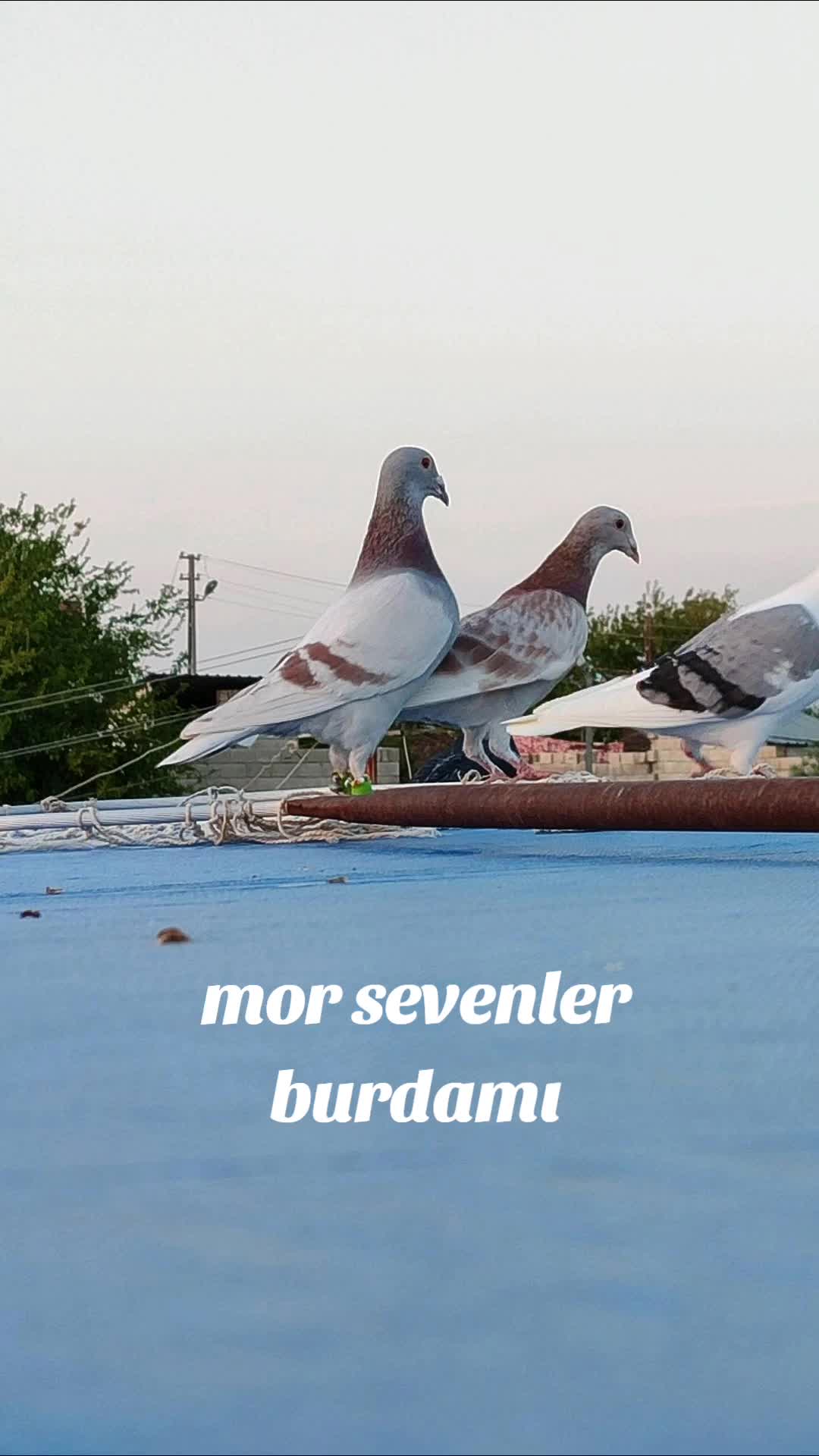 @👑 postacı 👑