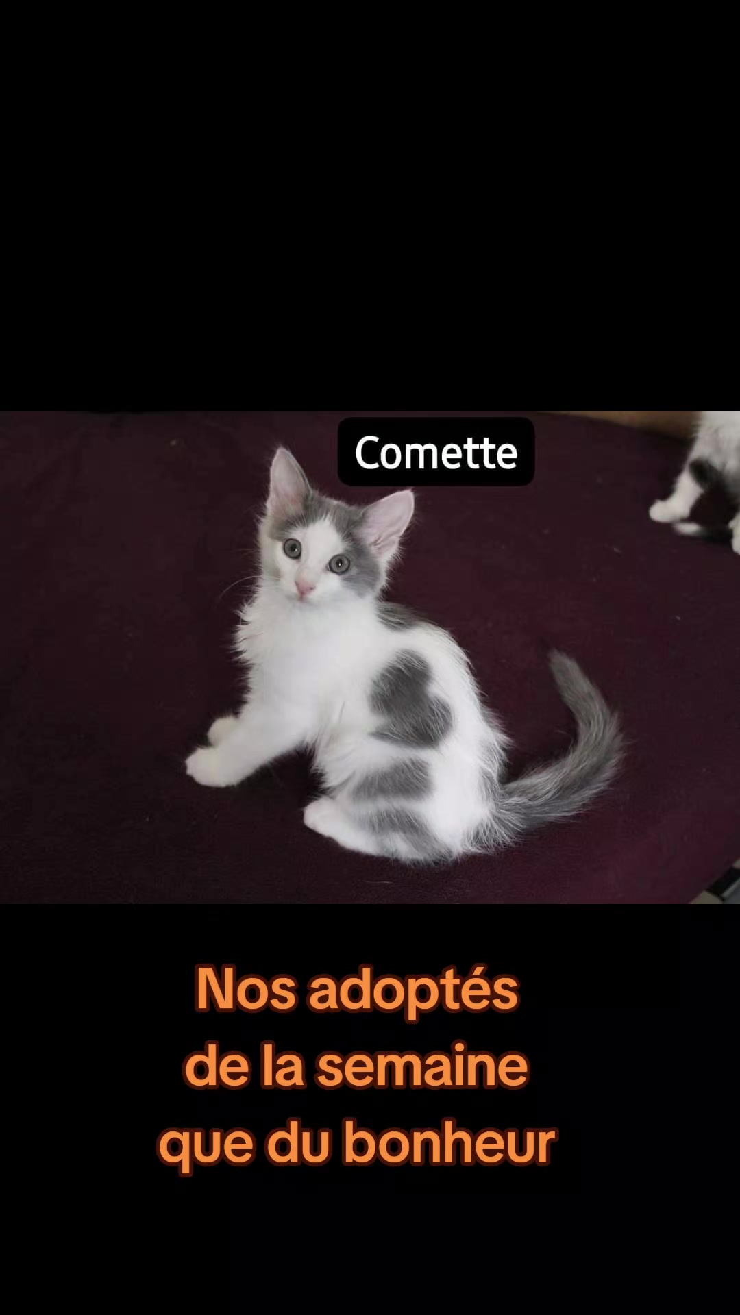 @Ass Les petits f&eacute;lins de Corse