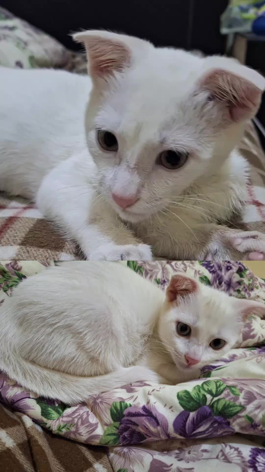 @White cat