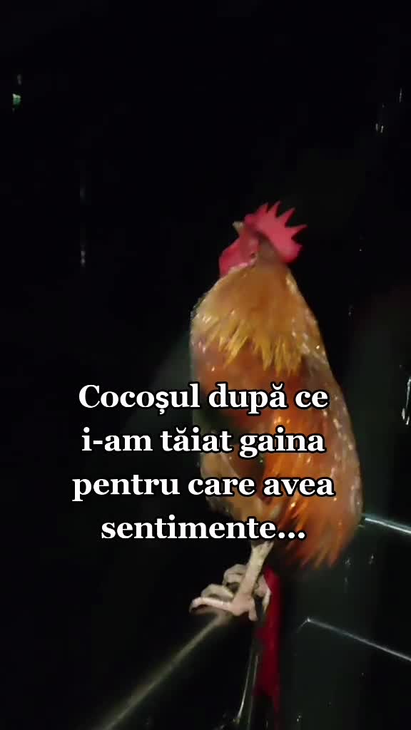 @cosminvl6♈️