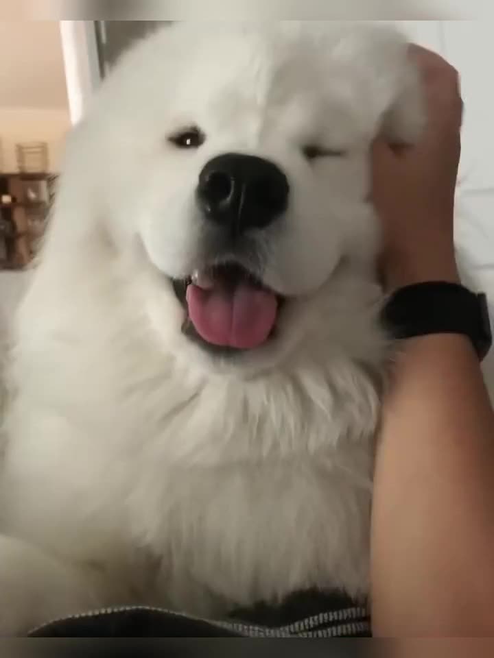 @vdogtv