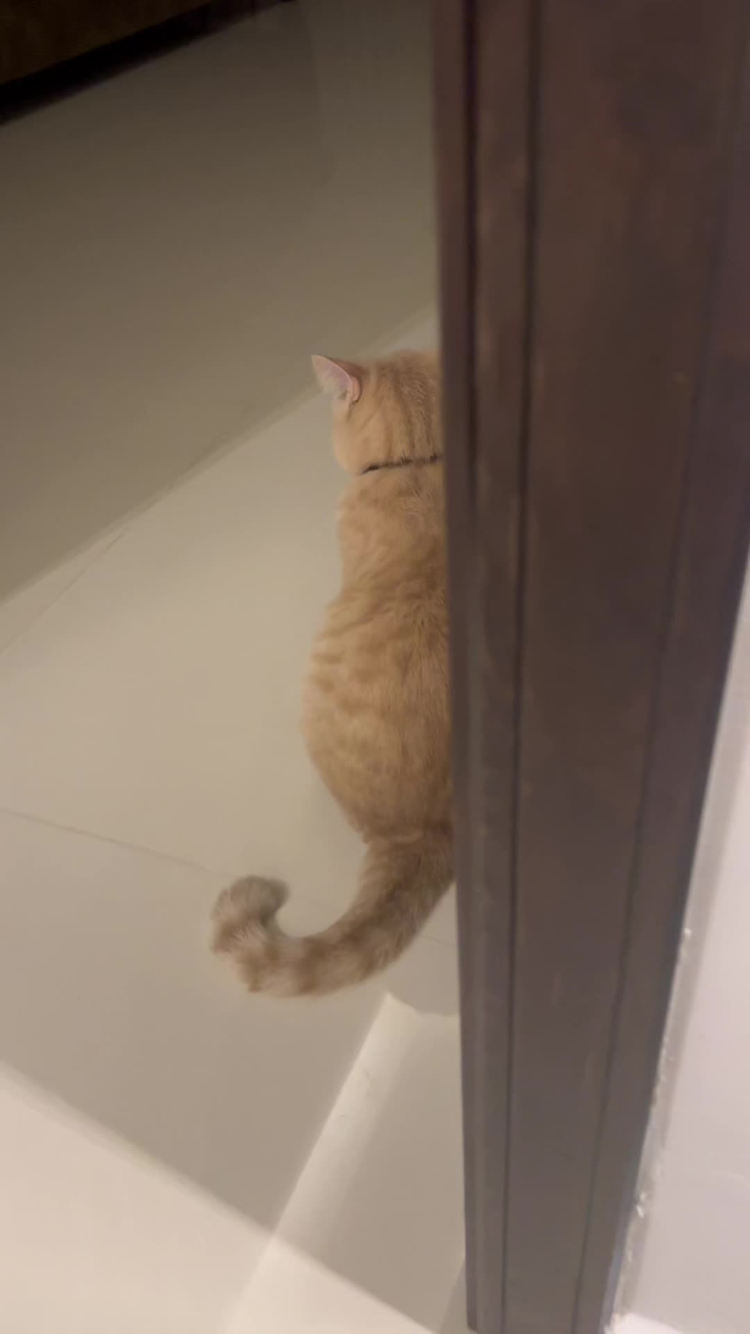 @Gandalf the Cat